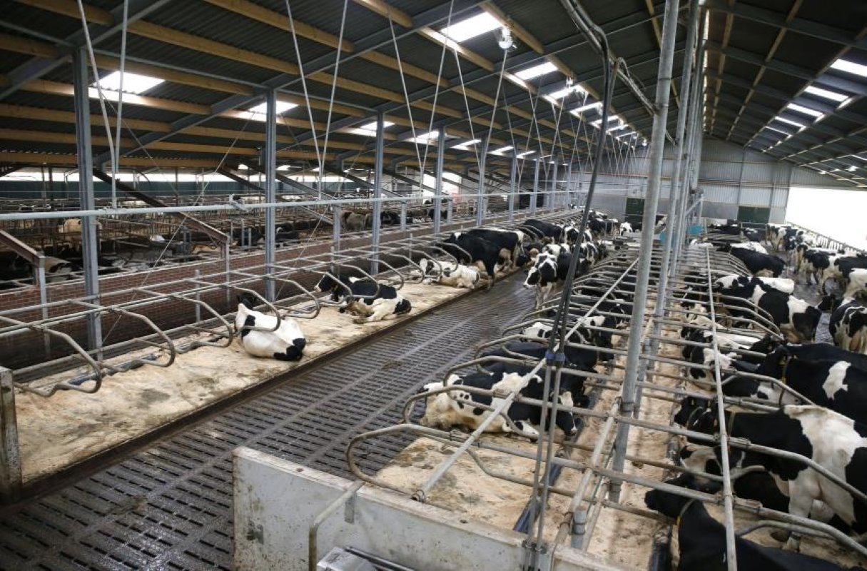 De koeien lopen nu acht maanden in het nieuwe deel en de rust valt direct op. De stal voldoet aan de Maatlat Duurzame Veehouderij, het nieuwe deel kostte €5.600 per koeplaats vooral wegens de dure emissiearme vloer en de 2x16-melkstal. 