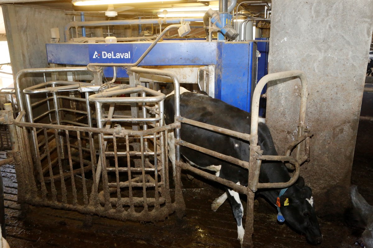 Bij Liebrecht lopen de koeien onder een camera door in de uitloop van de melkrobot. De camera kost circa €4.500 en registreert na elke melking de BCS van een koe.