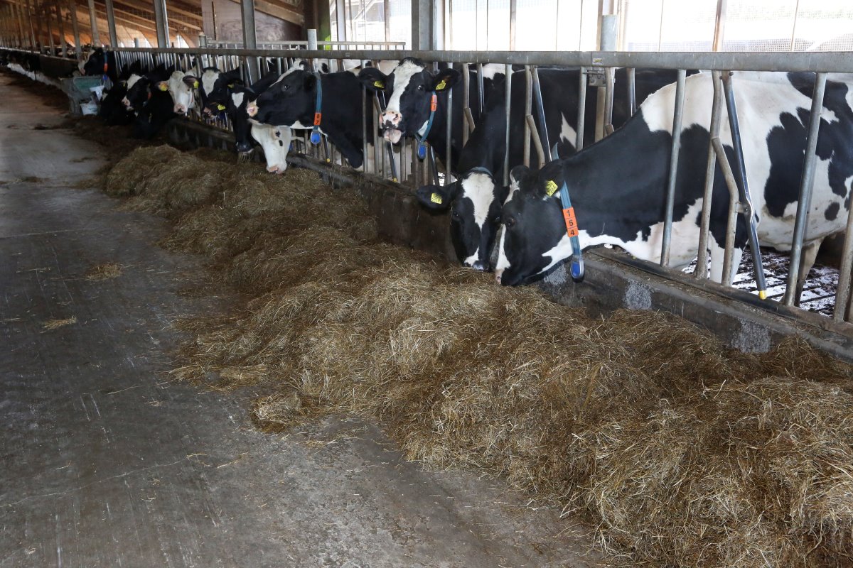 Sturen op een optimale conditie van koeien werkt ook positief op de vruchtbaarheids-resultaten. Zodra de conditie vlak loopt of iets stijgt, kan de veehouder beginnen met insemineren.
