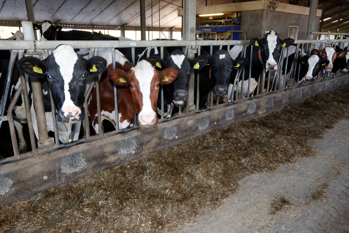 Adviesbureau Valacon becijferde dat optimaliseren van de conditie met het BCS-systeem jaarlijks een voordeel van ruim €56 per koe kan opleveren als gevolg van verbeterde diergezondheid en meer melk per koe.