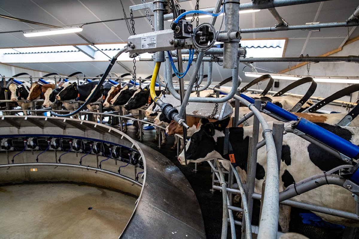 Vervanging van een 2x10 melkstal door een 40 stands caroussel levert een arbeidsbesparing van 21 uur per week op.