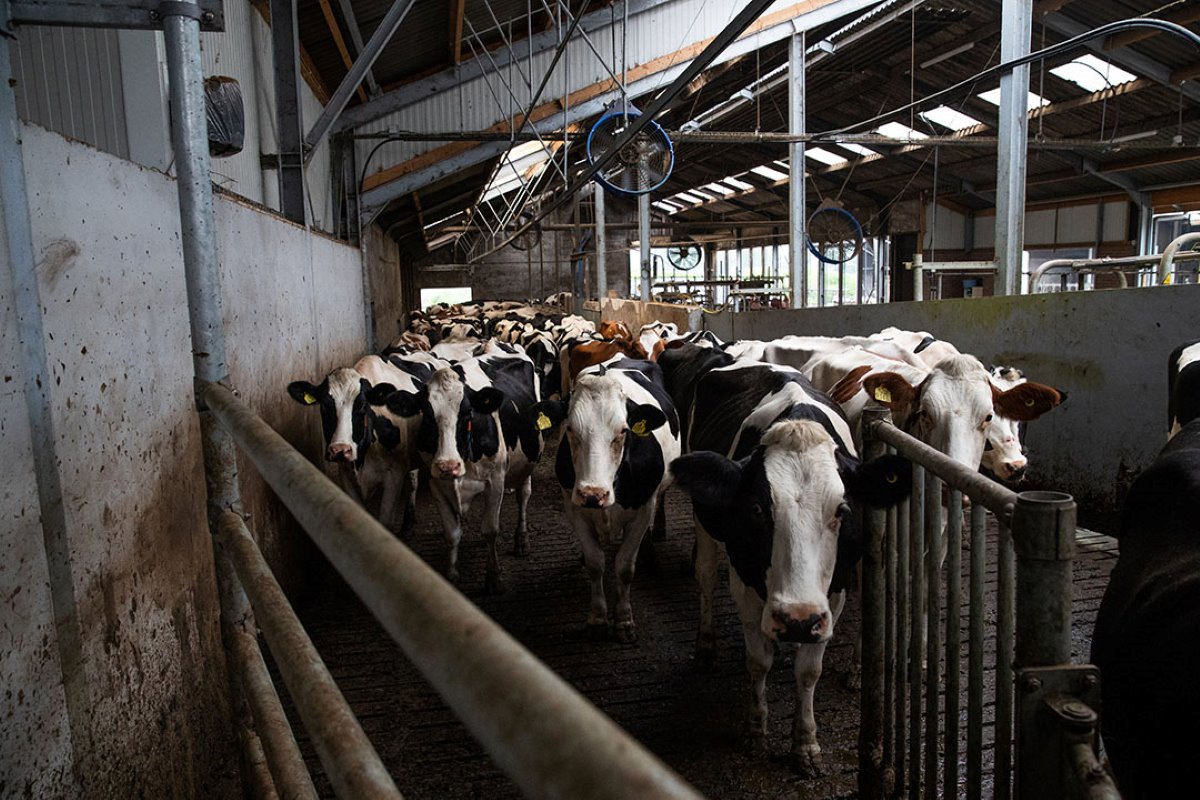 Volgens Logtenberg is er nu veel meer rust tijdens het melken. De koeien staan ook rustig te wachten in de wachtruimte.
