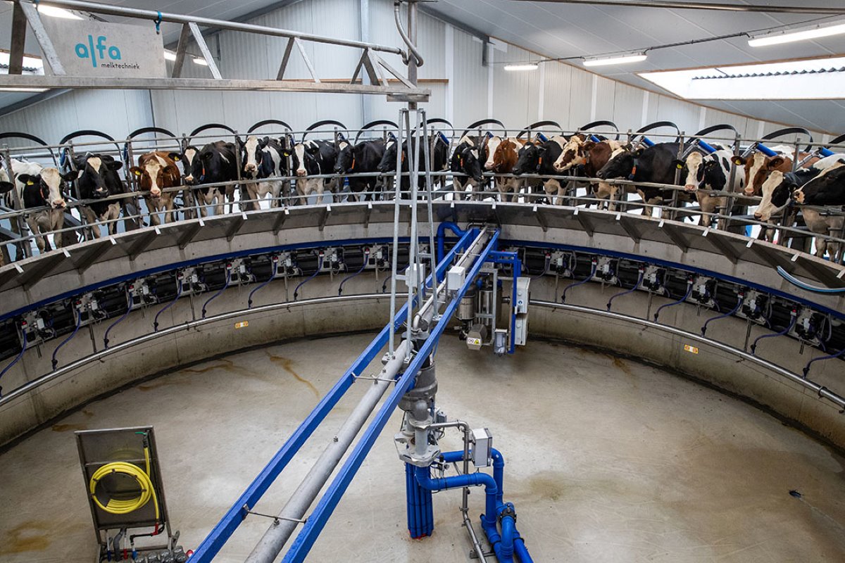 Het melken verloopt soepel in de carrousel. De koeien lopen zonder lokvoer het platform op en voelen zich op hun gemak. Ze staan tijdens het melken te herkauwen.