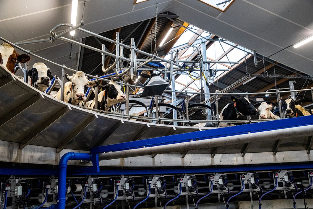 Het bijzondere is dat de carrousel praat en attenties hardop doorgeeft. “Tijdens het melken hoor je welke koe een lage productie heeft ten opzichte van de verwachte productie”, zegt Logtenberg. “Die kun je dan automatisch separeren.”