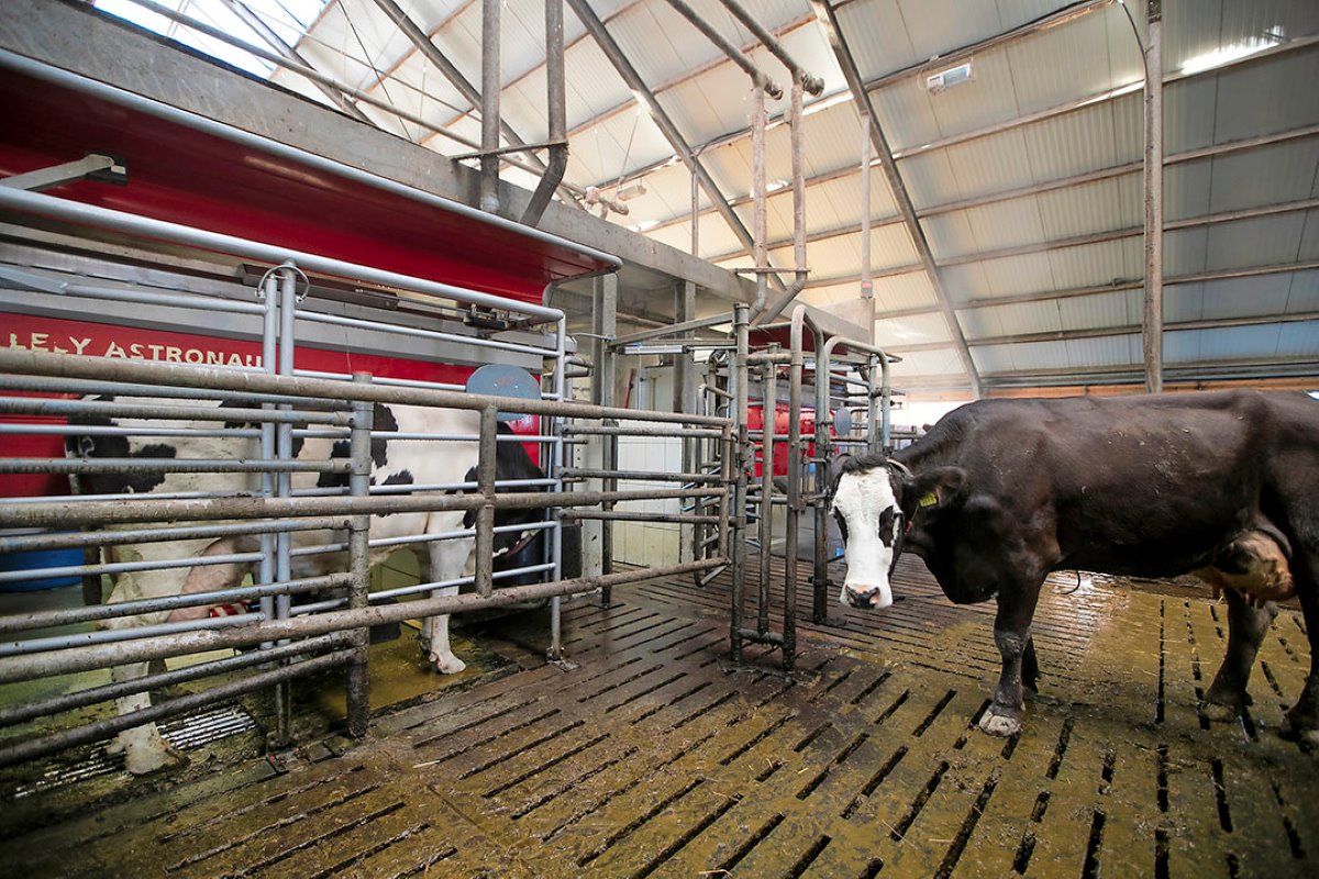 De koeien worden gemolken in twee Lely-melkrobots uit 2011.