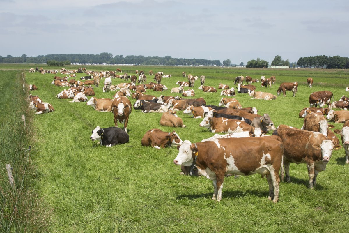Puur kwaliteitsvee, stellen van Twillert en van de Brake. Het zijn koeien die onder sobere omstandigheden goed produceren. De eerste dieren kwamen 5 januari dit jaar in de stal. Sindsdien vielen er op 235 koeien pas drie uit.