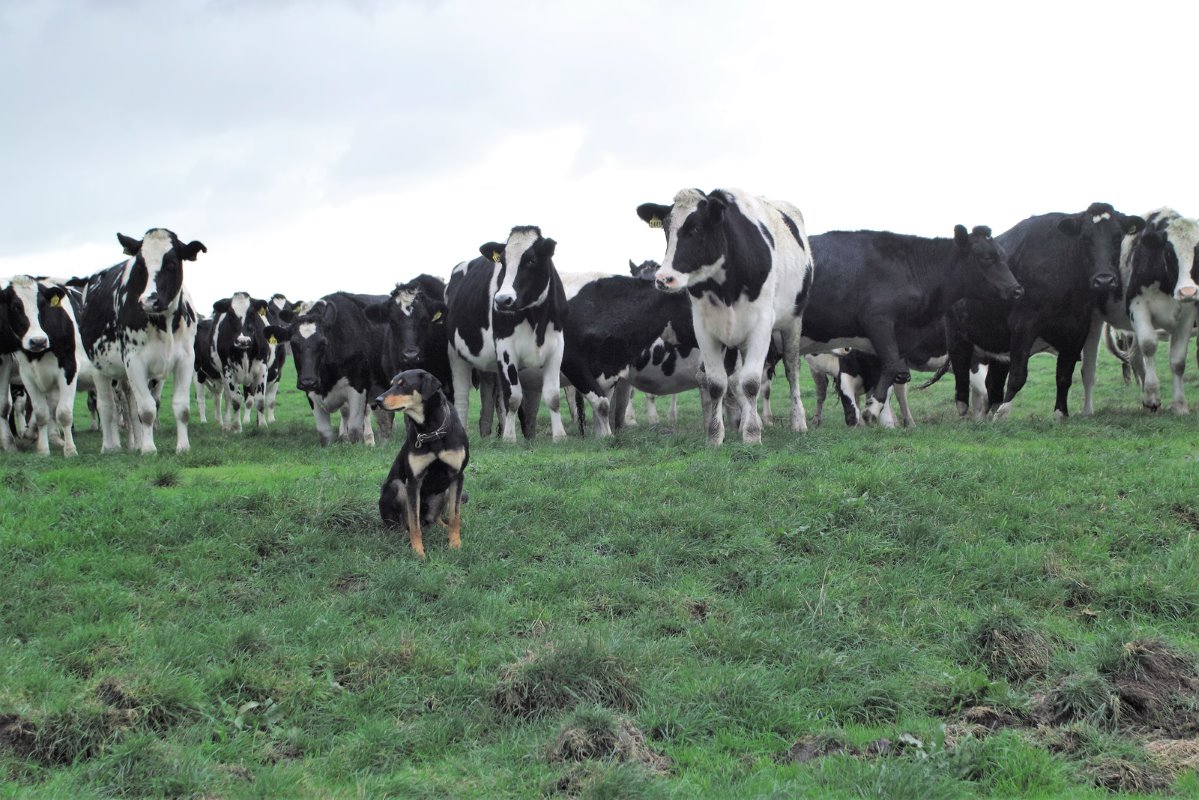 Turbo bij de vaarzen op de boerderij in Wattle Bank. Deze zijn bijna twee jaar oud en krijgen rond augustus hun kalveren. Bijna alle koeien in Wattle Bank zijn eigendom van de eigenaar van de boerderij. Voor de nieuwe boerderij hebben Erwin en Stacey 47 eigen vaarzen aangeschaft.