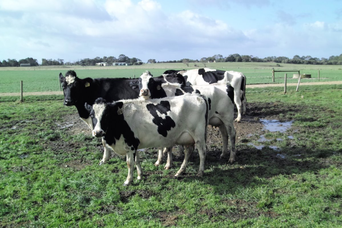 De koeien op de boerderij in Wattle Bank produceren gemiddeld 8.000 liter melk per jaar. In 2014/2015 produceerde Australië 9,73 miljard liter melk, 360 miljoen liter of 3,8% meer dan een jaar eerder. Verreweg de meeste melk kwam uit de staat Victoria, namelijk 6,4 miljard liter.