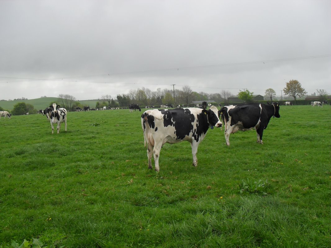 De koeien lopen al sinds 20 maart dag en nacht in de wei. Om goed te kunnen optimaliseren is aan vers weidegras een waarde toegekend van €100.