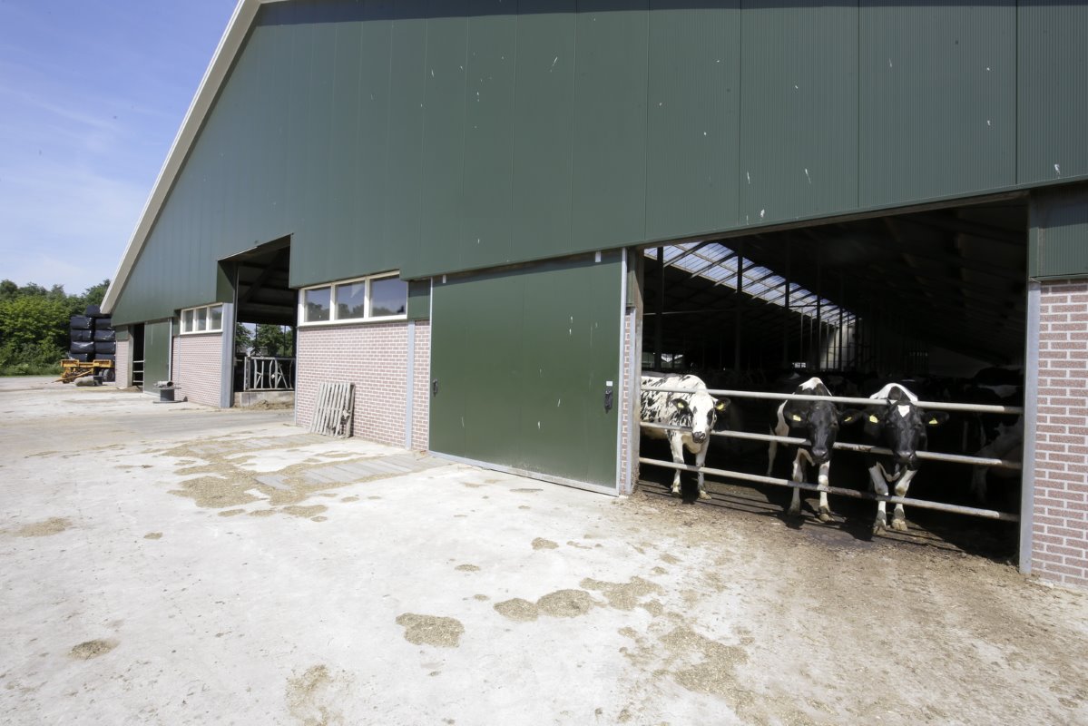 In de grote ligboxenstal is veel licht en lucht. En ook achterin de stal kunnen de koeien een frisse neus halen.