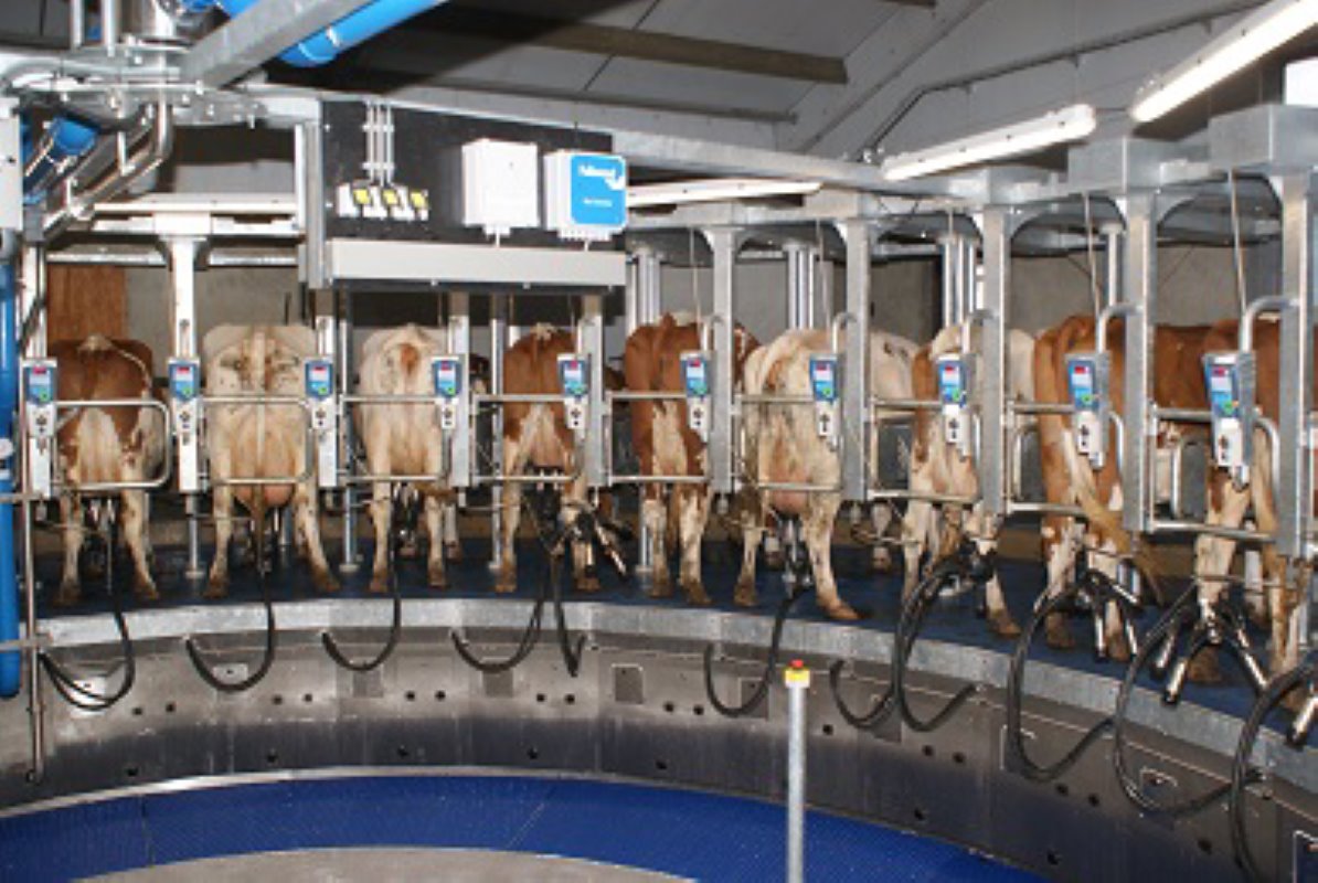 Tijdens het melken mesten de koeien bijna niet. Wel als de carrousel onverhoopt stilstaat.