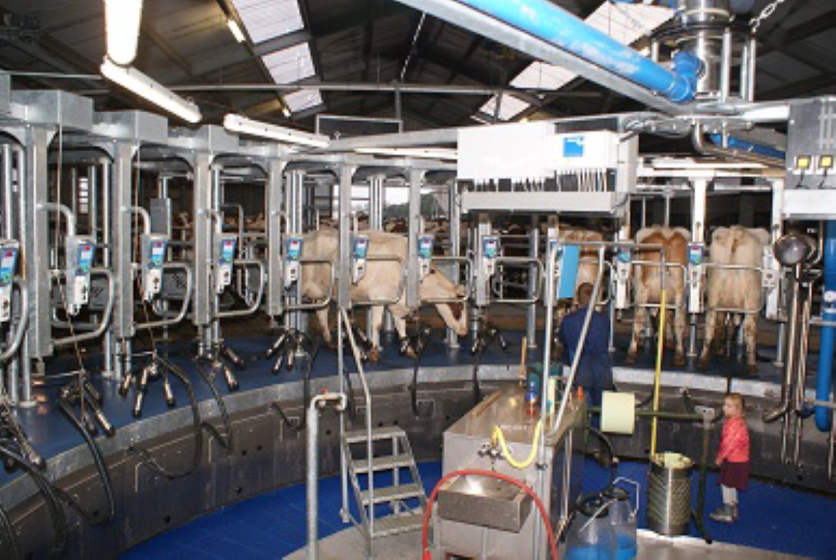 Nu de koeien gewend zijn aan het nieuwe systeem melkt Van Nunen tot 130 koeien in een uur.
