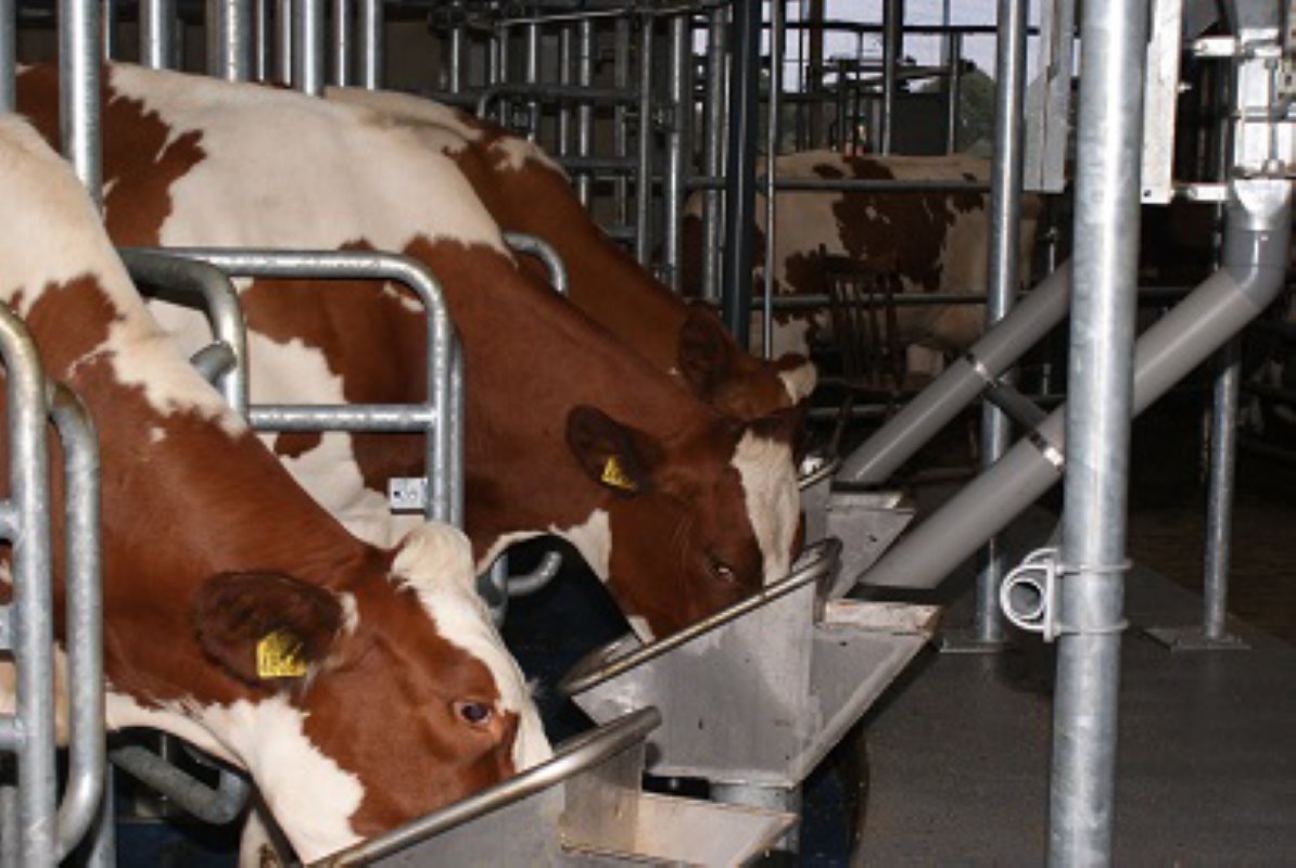 De koeien krijgen twee soorten brok in de melkcarrousel: 2 kilo eiwitrijk lokbrok en in de stal een op de lactatie afgestemde hoeveelheid krachtvoer.