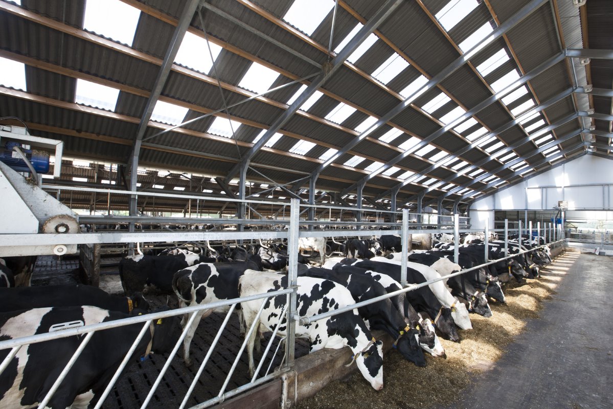 De koeien staan jaarrond op stal. Weiden is op dit bedrijf iets van vroeger, zo vertelt Evert-Jan. „We boeren vrij intensief. Weiden is bewerkelijk en past niet bij onze bedrijfsvoering, ondanks onze huiskavel van 40 hectare. Met de koeien op stal kunnen we mest aanwenden wanneer het nodig is."