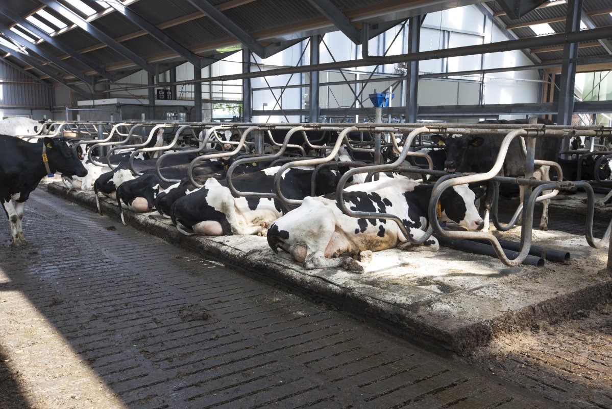 De koeien liggen op waterbedden. Dat bevalt de melkveehouders prima. Ook voor de koeien is het zo te zien goed toeven. „Ze liggen heerlijk rustig in de boxen. Diepstrooiselboxen zijn misschien het meest ideaal voor de koeien, maar voor de boer zijn die behoorlijk bewerkelijk", vertelt Evert-Jan.