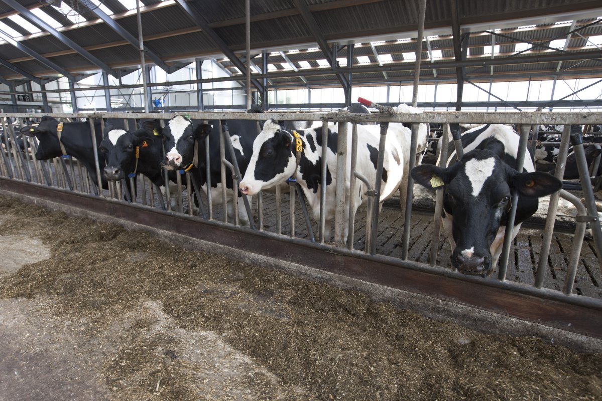 Familie Veerenhuis heeft koecomfort hoog in het vaandel staan. „We zijn zuinig op onze dieren", aldus Evert-Jan. In het bestaande staldeel kunnen de melkveehouders hun dieren vastzetten aan het voerhek.
