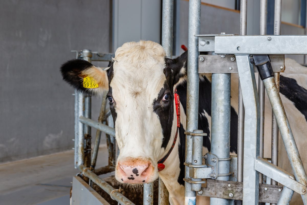 Van Twente naar Drenthe: 'Wij moesten meer wennen dan de koeien'