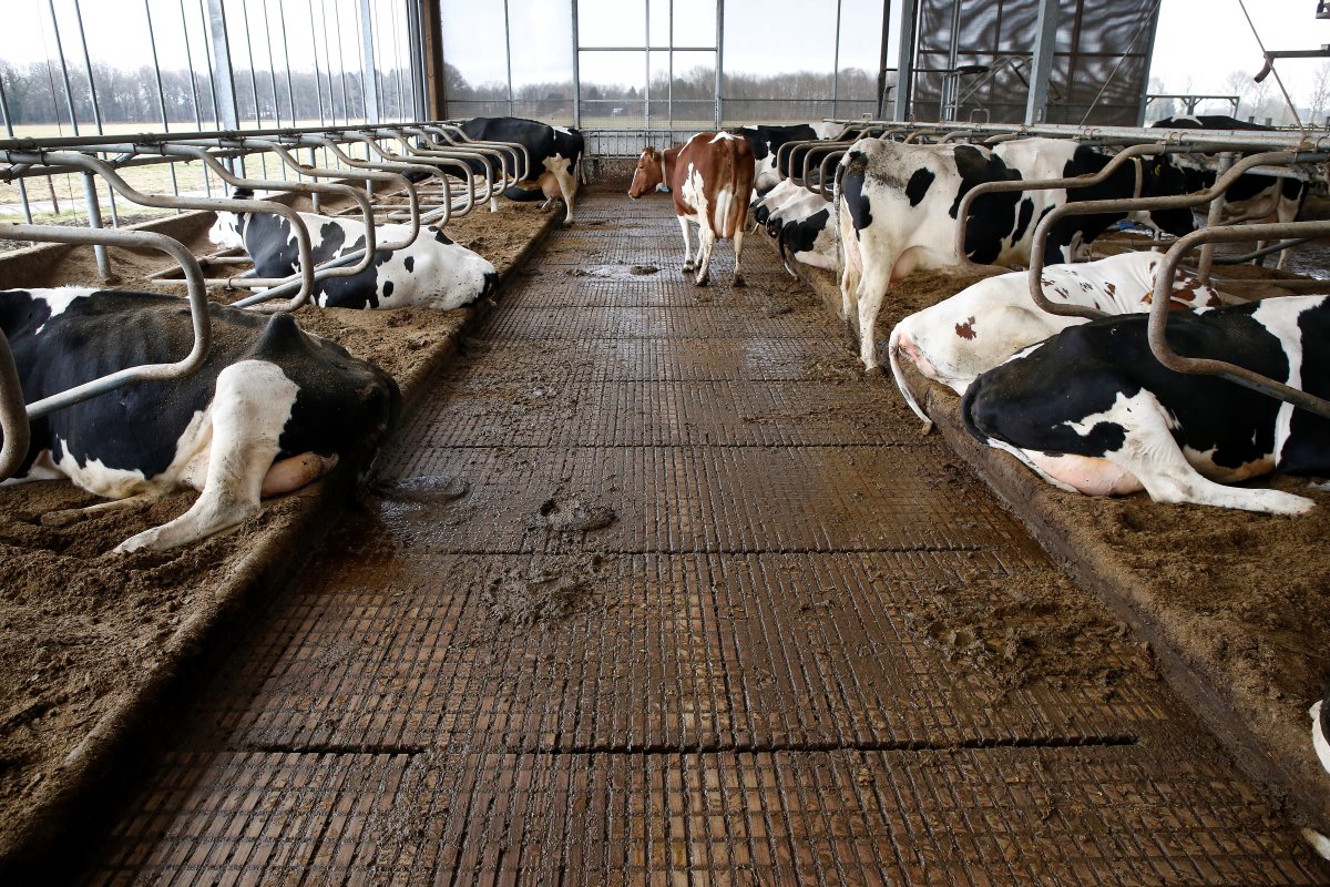 De koeien lopen op een emissiearme W4-blokkenvloer. Deze dichte vloer heeft om de 1,20 meter een sleuf. Keuper merkt dat de koeien er goed op lopen. Ze hebben veel grip op de stroeve vloer.