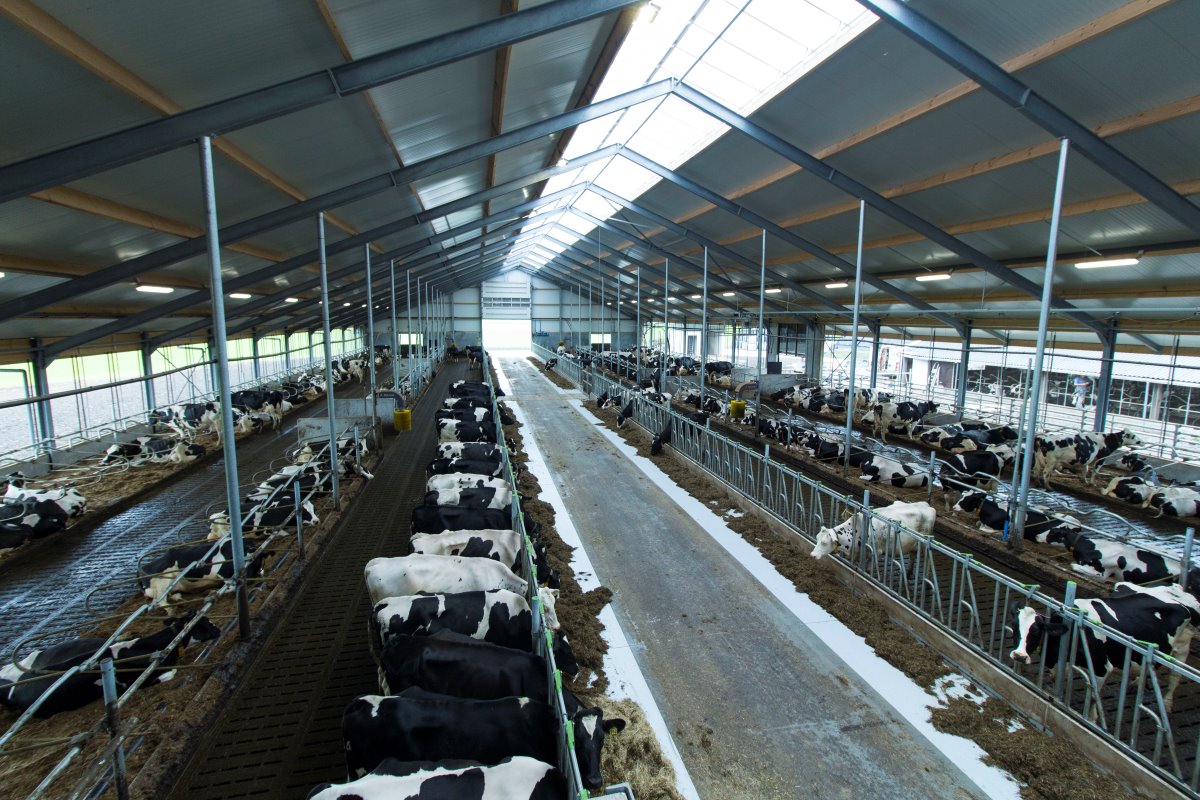 Een overzicht van de 2+2-rijige stal. Uitgaande van 220 melk- en kalfkoeien kostte de stal €5.500 per koe. De melkstal is niet bij het investeringsbedrag inbegrepen.