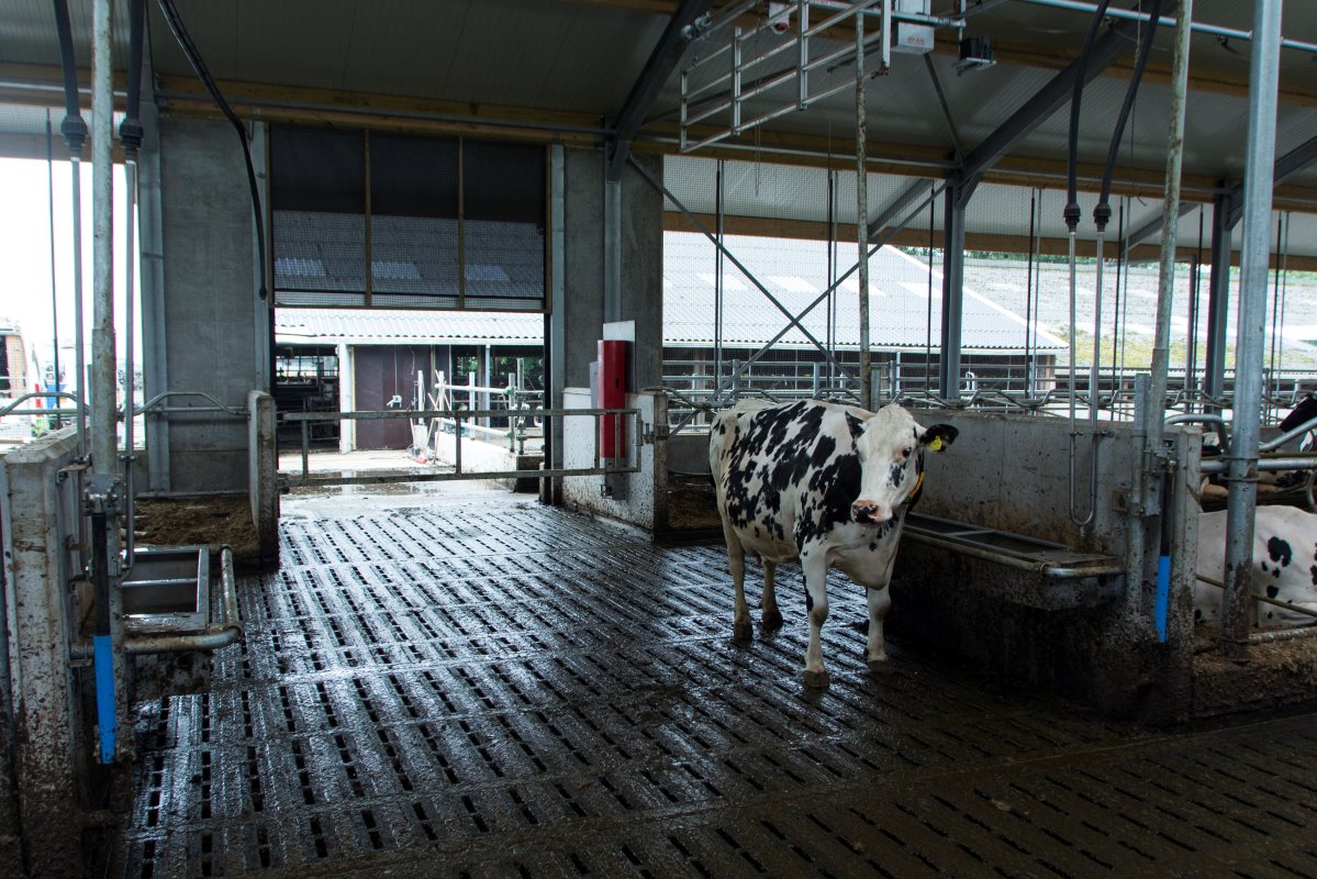 De oudmelkte en droge koeien worden in de oude stal gehuisvest. Via deze route gaan de oudmelkte koeien richting de melkstal.