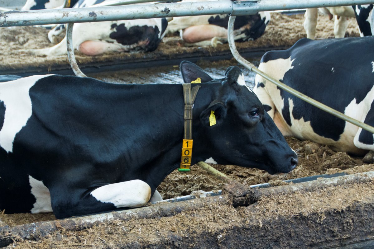 Het driemaal daags melken van de koeien moet leiden tot een hogere productie en een betere gezondheid. Het invullen van de extra arbeid is een uitdaging. Daarmee gaan de melkveehouders na de open dag aan de slag. Met de nieuwe werkwijze streven ze op jaarbasis naar 1.000 liter per koe extra. Op termijn willen de melkveehouders 250 tot 300 dieren gaan melken.