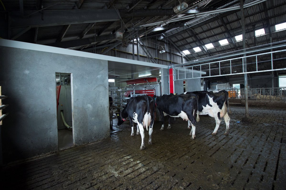 Het rollendjaargemiddelde is nu 8.000 liter, met 4,31 % vet en 3,51 % eiwit. De melkveehouders willen de productie opkrikken richting 9.000 liter. „We zijn geen fanatieke fokkers, maar een productiestijging zit er zeker in. Dat mag niet ten koste gaan van de goede gezondheid en de bevruchting", aldus Petra Romme.