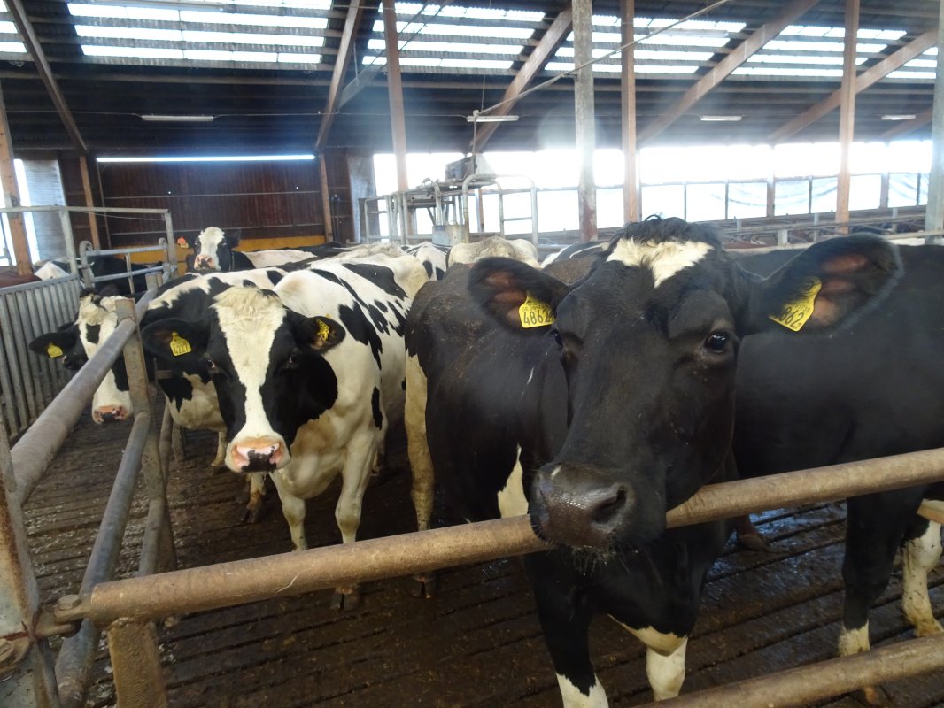 Zoals gezegd bestaat de helft van de veestapel uit Holsteins. Vet en eiwit is lager dan bij Zweeds Roodbont, maar de melkproductie ligt wel 1.000 kg per jaar hoger.