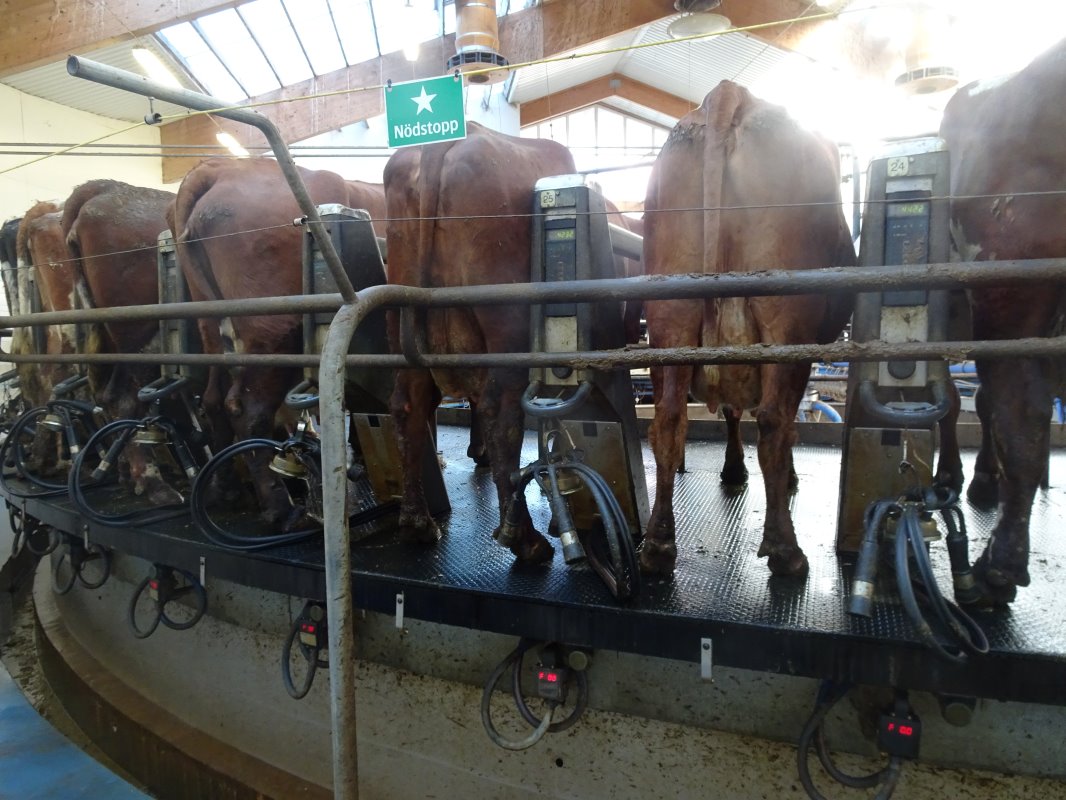 De koeien worden gemolken in deze 60-stands melkcarrousel. De jaarlijkse productie op dit bedrijf is maar liefst 12.000 ton melk. De melkers komen niet uit Zweden, maar uit Litouwen.