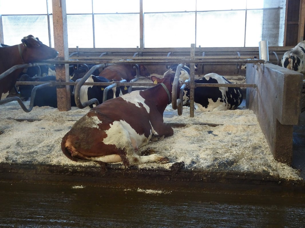 De koeien liggen op rubber matten met zaagsel. Welzijnseisen zijn er wel degelijk ook in Zweden. De boxen moeten minimaal 1,20 meter breed zijn. Ook is 5 maanden weidegang verplicht en zijn er nog enkele andere welzijnseisen.