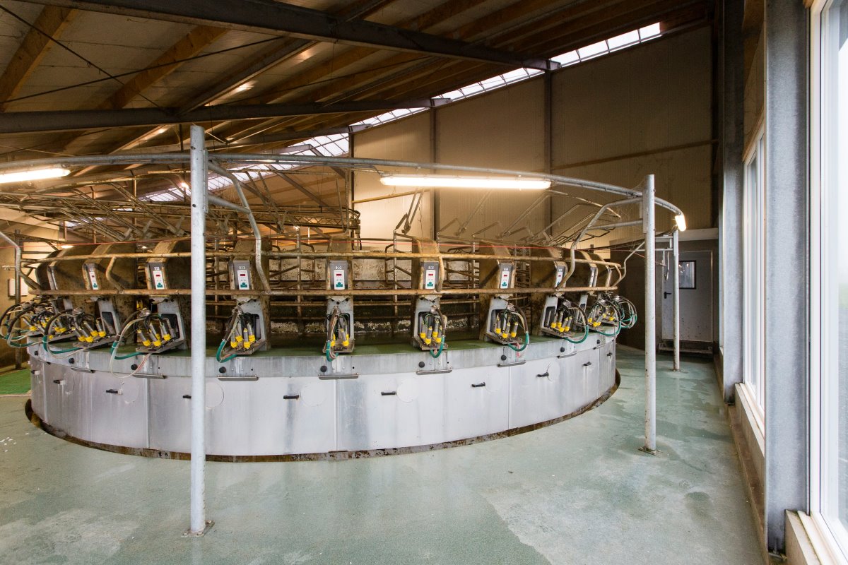 De 36-stands melkcarrousel is een feest om in te melken, merkt Breeuwsma. Er is veel rust en de capaciteit is hoog; ruim 200 koeien in 1,5 uur (pure melktijd). De melkproductie steeg door extra ruimte, licht en lucht van 8.500 tot 9.000 kg per jaar.