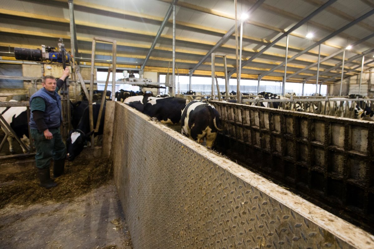 De koeien kunnen via deze ophaalbrug van de ene naar de andere kant van de voergang lopen om gemolken te worden. De dieren staan ook in één groep.