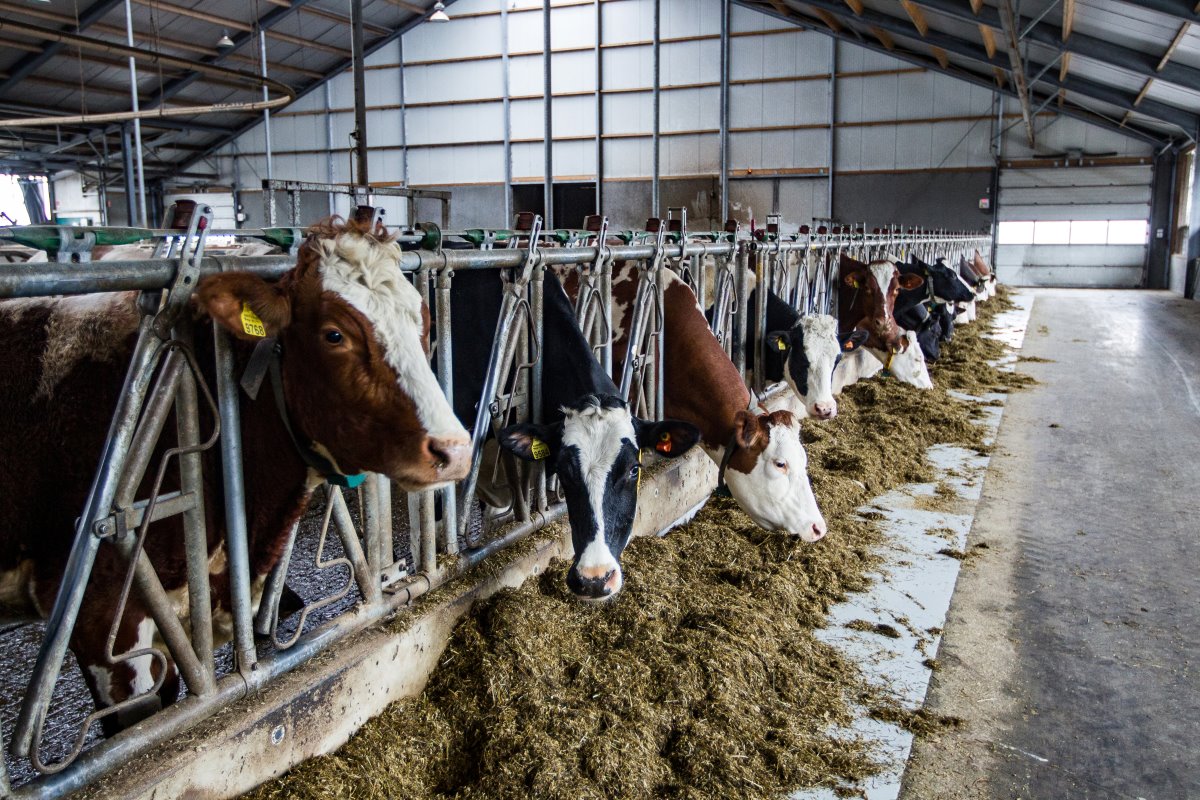 Fosfaat drukte ook hier z'n stempel. Wijers moest in 2017 terug naar 160 melkkoeien. De melkveehouder voerde 25 koeien af, ook vertrok er flink wat jongvee. Maar in januari kocht Wijers fosfaatrechten à €180 per kilo voor 25 vaarzen die toen afkalfden.