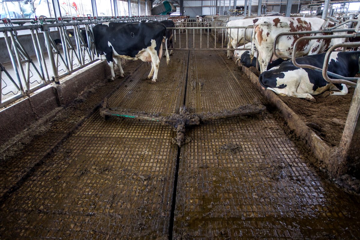 De dichte, emissiearme W5-vloer heeft een goot in het midden, waardoor mest en urine goed gescheiden worden. Wijers merkt dat koeien goed lopen op de stroeve vloer. Ze hebben veel grip. Vaste mestschuiven houden de vloer schoon.