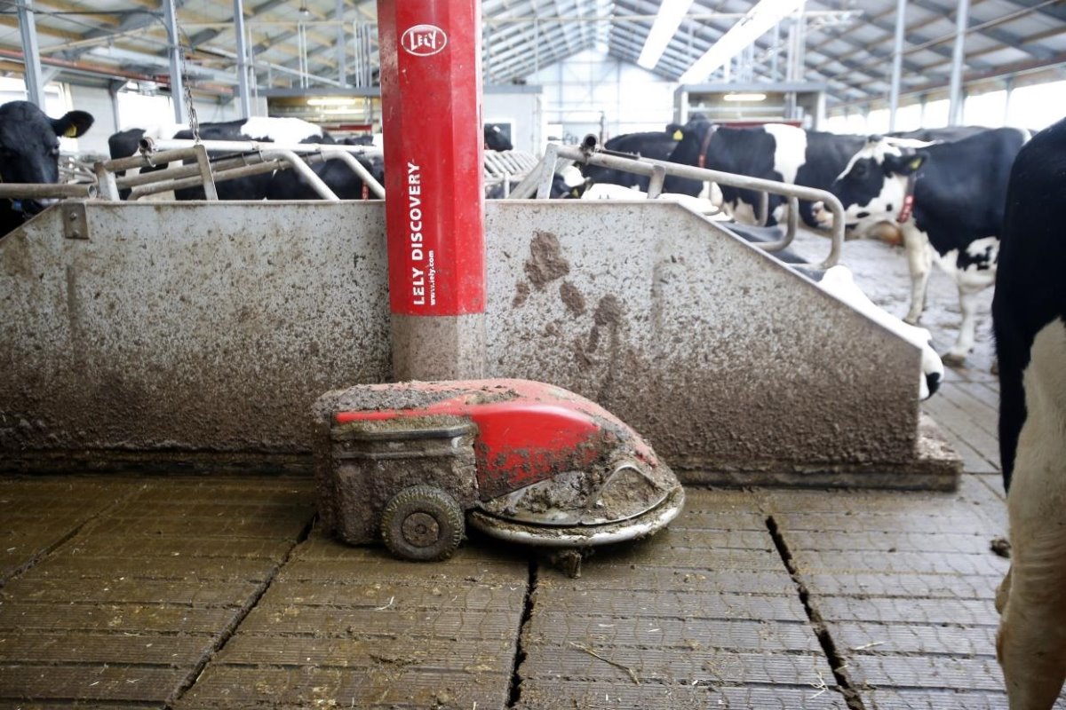 Verdere automatisering zit in het schoonhouden van de emissiearme Swaans-vloer met een mestrobot die voorzien is van een sproei-installatie.