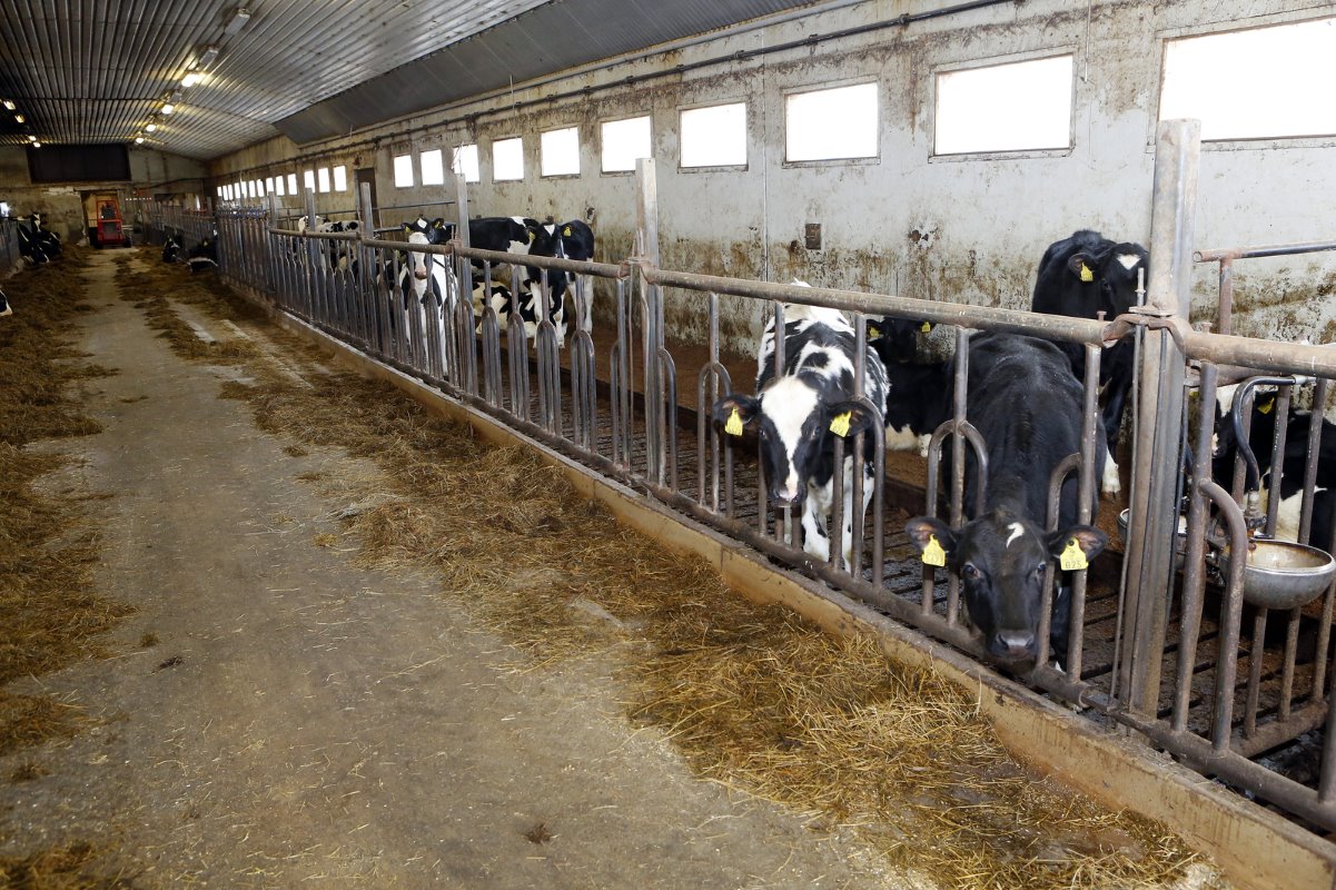 <p>In de jongveestallen is voldoende ruimte om de droge koeien te plaatsen. Dat vraagt nog wel wat aanpassingen.</p>