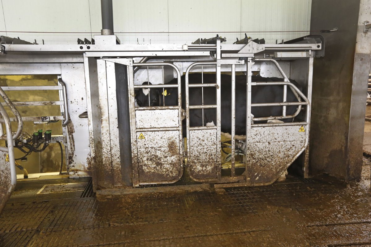 De koeien worden gemolken in een GEA-melkrobot met drie boxen. Een degelijk, robuust systeem zonder veel tierelantijntjes, stelt Stam. Het is een functionele machine met weinig storingen. De koeien doen het ook goed.