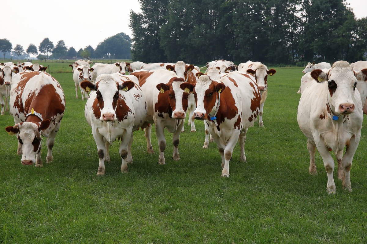 De fosfaatregels pakken ongunstig uit. Op de peildatum van 2 juli 2015 had Lueb 135 GVE. Dat zijn er nu 140 GVE en dus moeten er nog vijf koeien weg. Maar het is vervelender dat Lueb de stal voorlopig niet vol kan zetten.