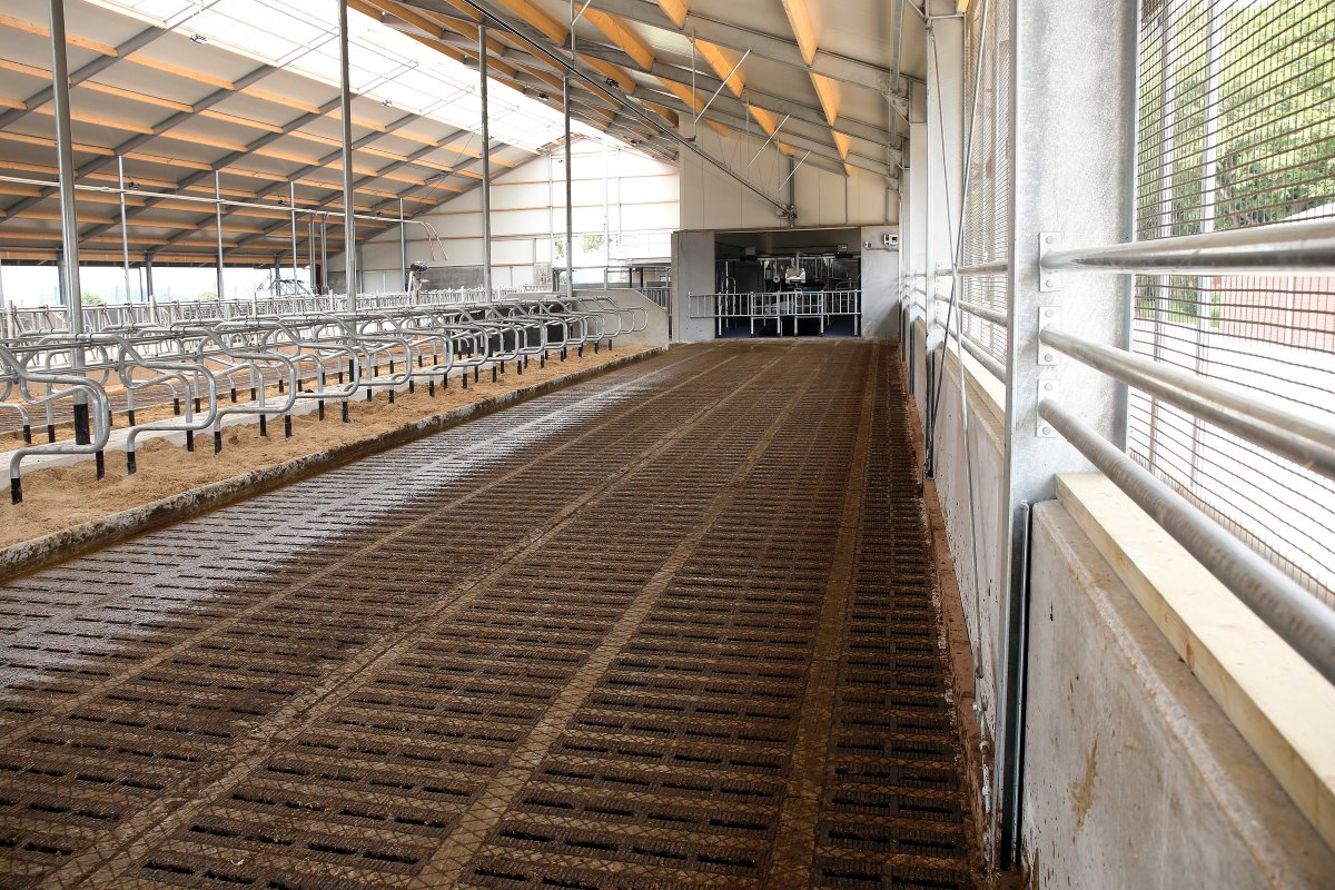 De mestgang voor de melkstal doet tegelijkertijd dienst als wachtruimte. De koeien worden met behulp van een automatisch opdrijfhek naar de melkstal gedirigeerd. De mestgang is met 6 meter extra breed gemaakt en kan 130 dieren herbergen.