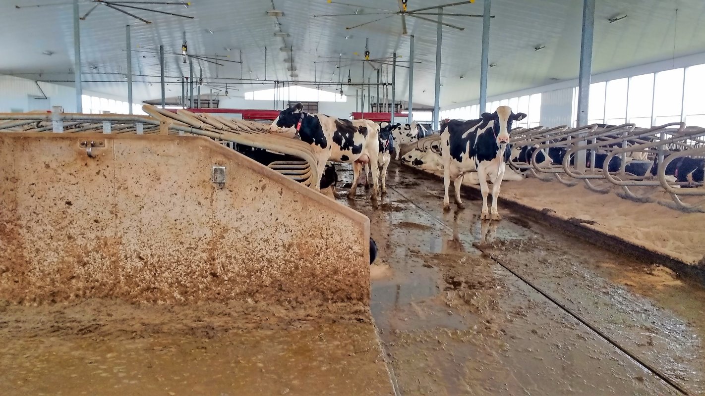 De looppaden voor de koeien bestaan uit een vlakke betonvloer. Brakke is van plan de vloer in te laten zagen zodat er een structuur ontstaat. Vooral in de zomer is de vlakke vloer te glad voor de koeien. Met meer profiel hebben de koeien meer grip.