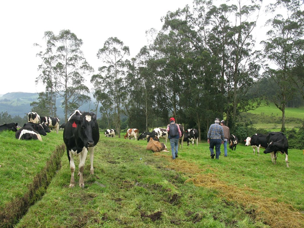 De melkveehouderijsector staat nogal onder invloed van de VS. Machines, gewassen, genetica en advies komen uit Noord-Amerika. De Holstein-koe is echter niet bestand tegen het klimaat, de hoogte en het management zoals die in Ecuador zijn.