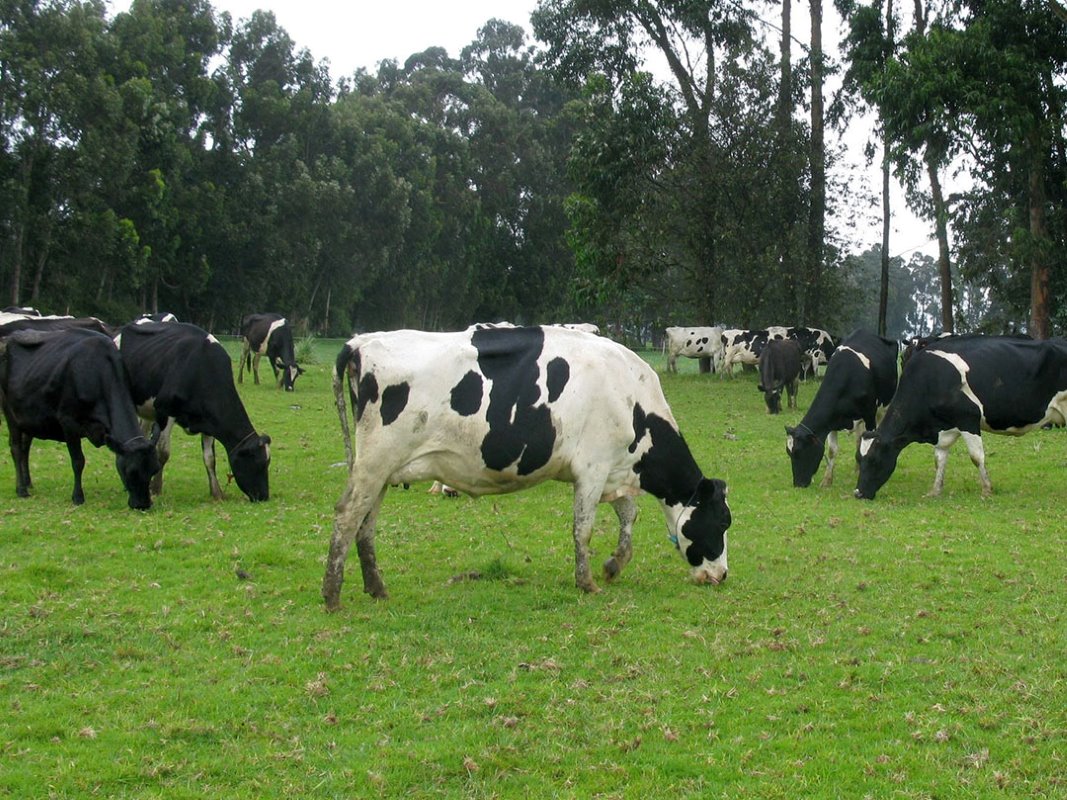 Een Nieuw-Zeelands type koe past beter bij veel weidegang. Een productie van 4.000 kilo kan zonder al te veel problemen gehaald worden. Het ontbreken van de seizoensgebondenheid die Nieuw-Zeeland kenmerkt, maakt dat persistentie en melkaanleg ook worden gewaardeerd.