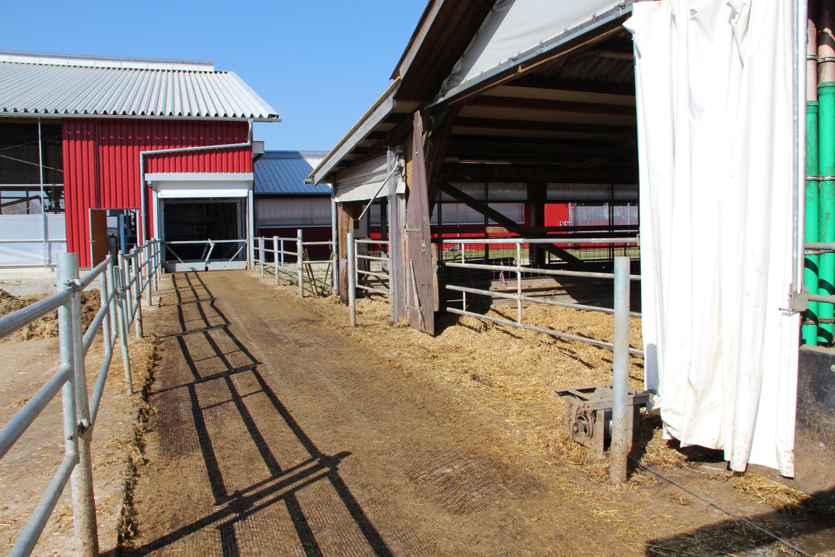 <p>In de nieuwe stal staan de droogstaande koeien en de hoog productieve dieren. De overige koeien en het jongvee vertoeven in de oude naastgelegen stal. Via een verbindingspad lopen de koeien naar de melkstal.</p>
