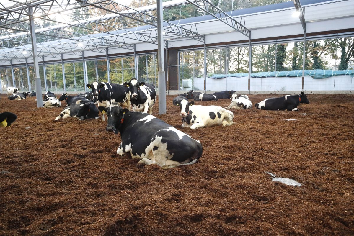 In de vrijloop valt direct de rust op. De koeien liggen op het gemak en hebben ook veel ruimte. De huidige 105 dieren hebben gemiddeld 21 m² ruimte per dier. Licht en lucht is er ook voldoende in deze serrestal.