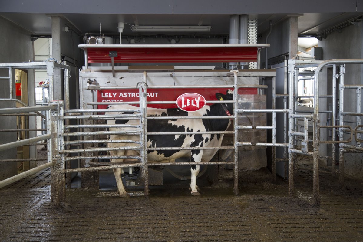 Beker is zeer tevreden over de melkrobots. Ze zijn efficiënt en geven arbeidsverlichting, stelt hij. Op dit moment zijn er - omdat de stal nog niet volstaat - gemiddeld 55 koeien aan de melk. Het aantal melkingen bedraagt 3. In de oude stal was dat 2,8.