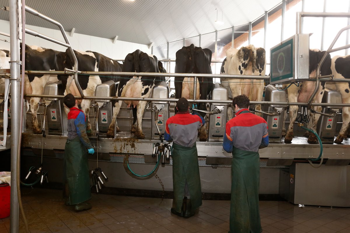 Van Bakel melkt de 2.200 koeien driemaal daags. In de nieuwe melkstal duurt dit ongeveer 3,5 uur. Eén medewerker behandelt voor, twee hangen onder. De koeien in de eerste en laatste dagen van hun lactatie gaan door de oude 22-stands carrousel.