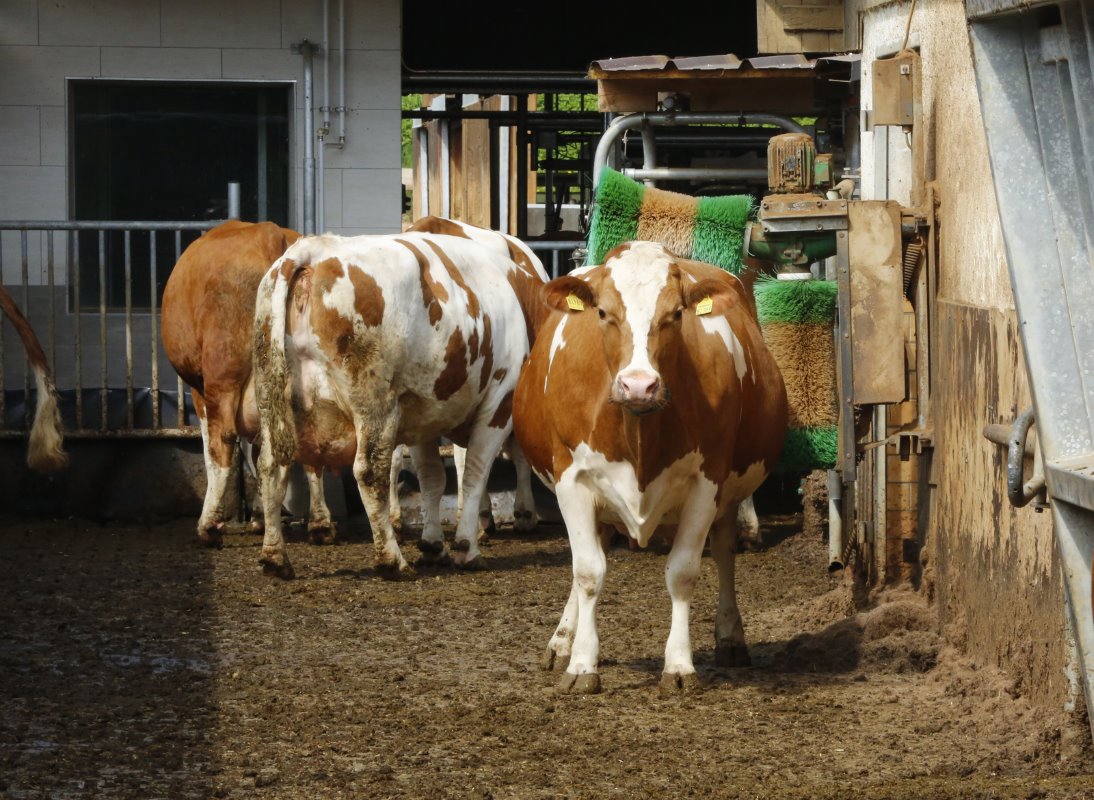 De koeien zijn stuk voor stuk goed bespierd. "Ze kunnen de productie van 11.000 kg met gemak aan en leveren bij slacht ook nog eens een goede prijs op," stelt Kraus. Gemiddeld is het geslacht-gewicht 400 tot 450 kg met een opbrengstprijs van €3,20 per kilo.