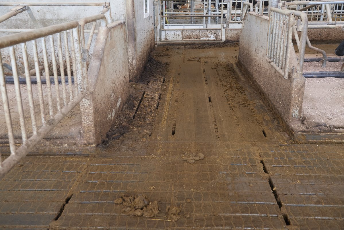 De separatieruimte voor de droge koeien. In de doorsteken (G2-vloer) droogt de mest soms te snel op, als er onderbezetting is. Dat is hier goed te zien. Ketelaars had in de doorsteken achteraf liever een dichte Swaans G3-vloer gelegd.
