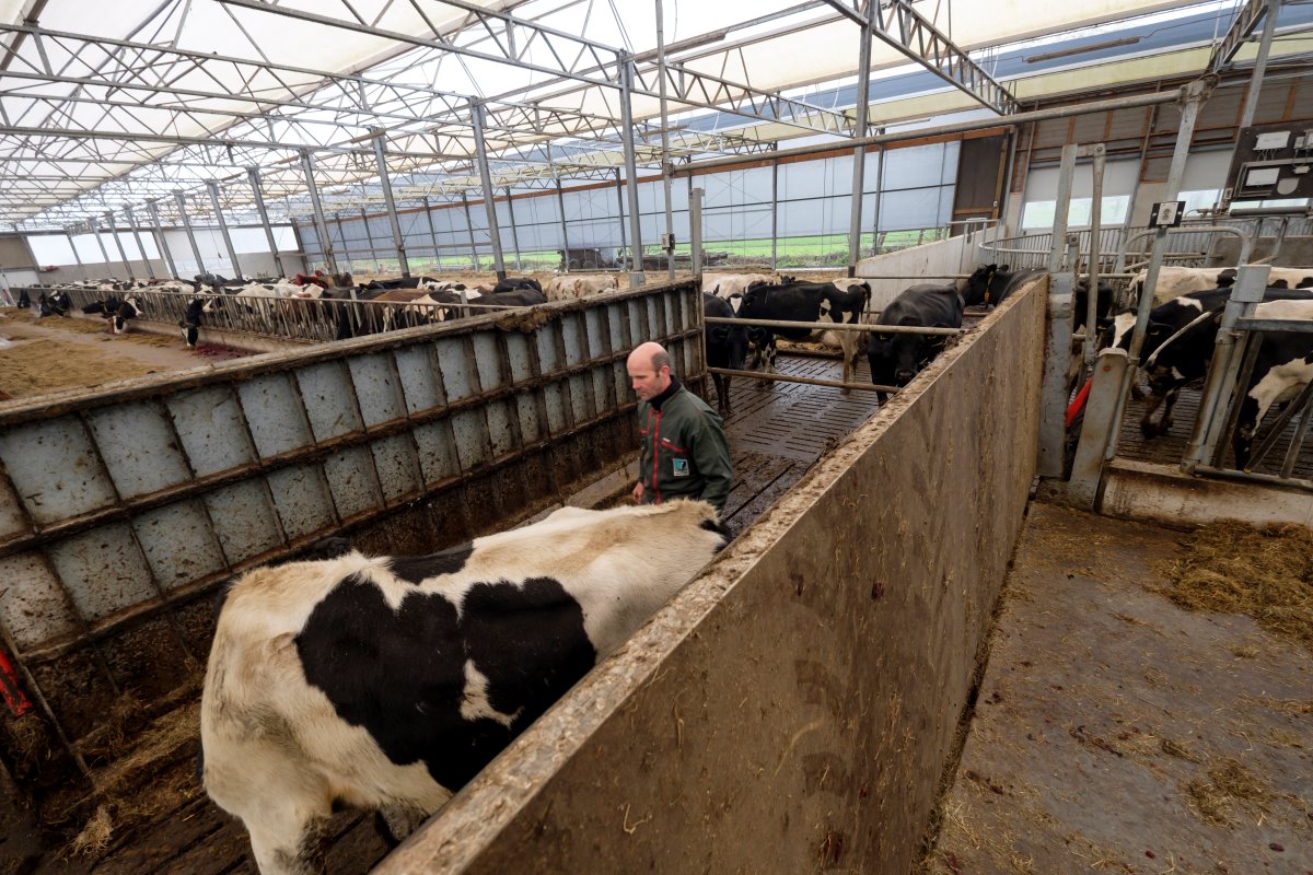 De Goeij werkt met een hoog- en een laagproductieve groep. Als de veehouder gaat melken kan hij de koeien aan de andere kant van de voergang via twee hydraulische ophaalbruggen vlot laten oversteken.