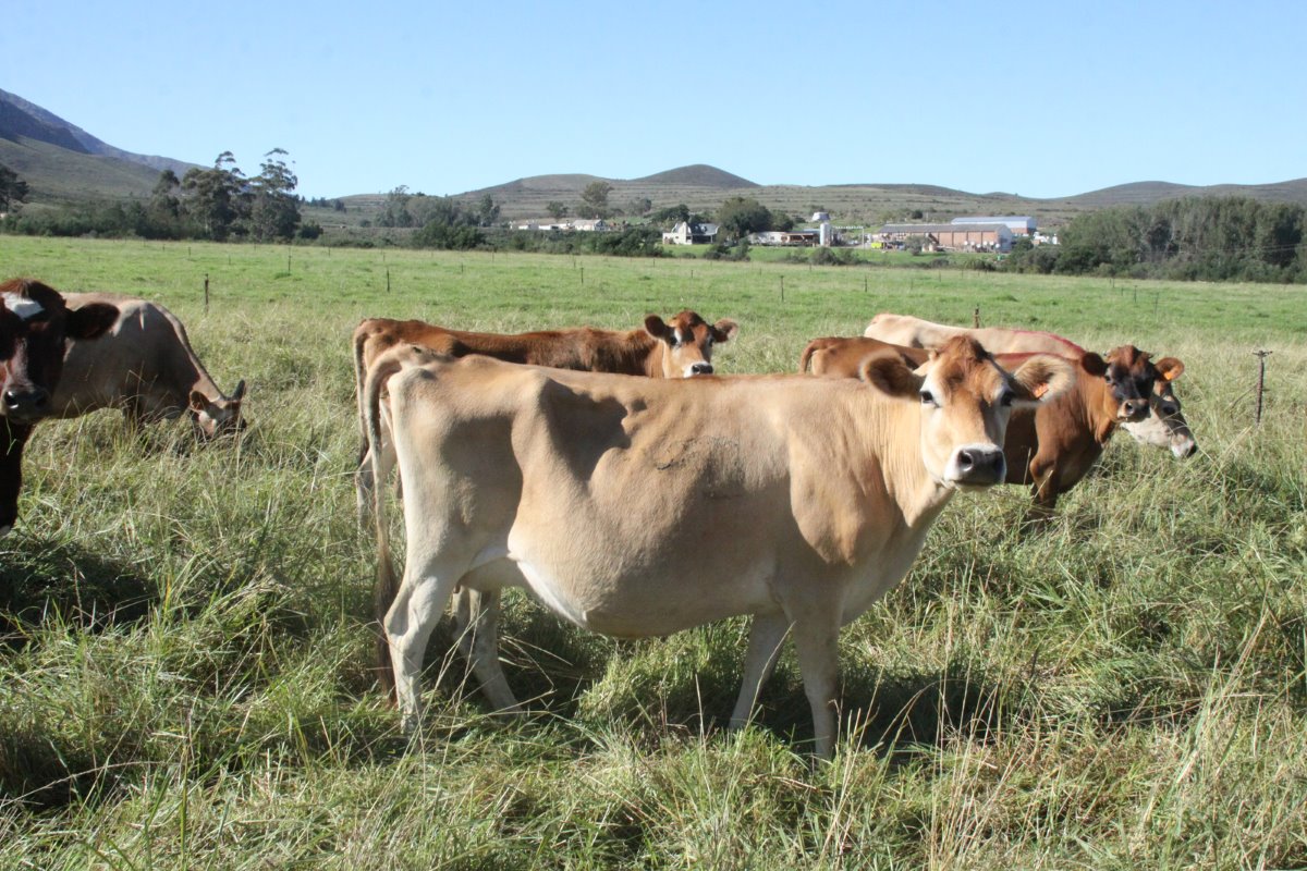 Sarahsrivier Boerdery heeft 110 biologische melkkoeien die dag en nacht weiden op 50 hectare. Daarnaast is twee jaar geleden een tweede kudde van 150 koeien aangekocht, die op basis van een TMR-rantsoen en standweiden produceert.