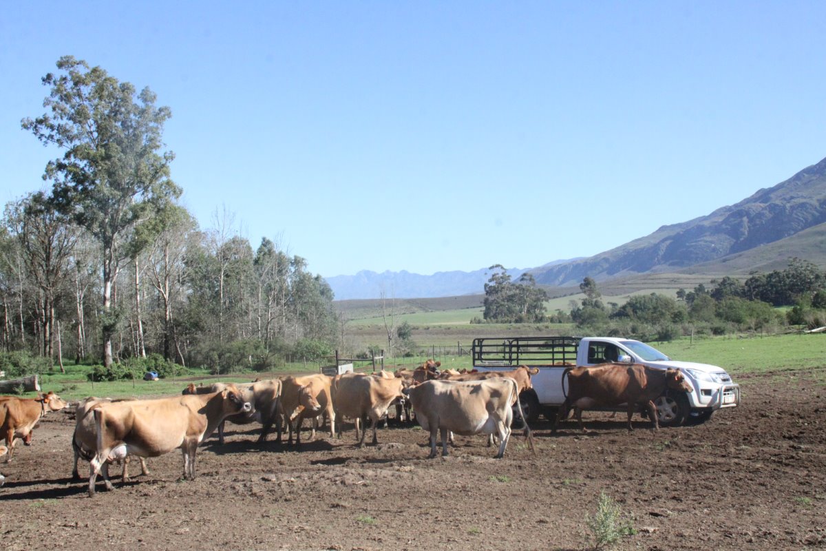 De 150 reguliere koeien op een TMR-rantsoen hebben standweides van ongeveer 3 hectare. Op de hoger gelegen zanderige plekken zijn voertroggen en waterbakken geplaatst. Verharding rond de troggen is uit den boze om de klauwen te sparen.